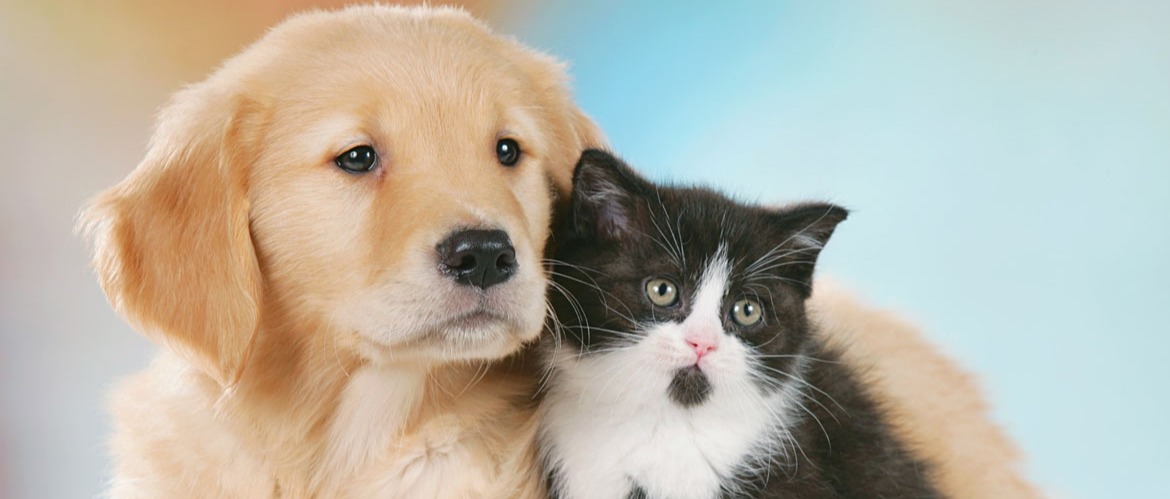 Concessione contributo per la sterilizzazione di cani e gatti padronali