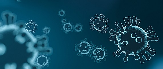 Peste suina africana, prorogate le misure di eliminazione e sorveglianza