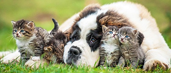 Contributi a sostegno delle spese mediche per gli animali di affezione