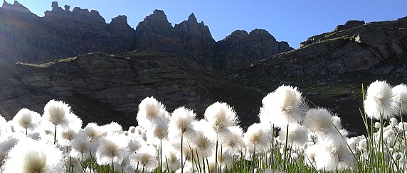 Immagine non trovata