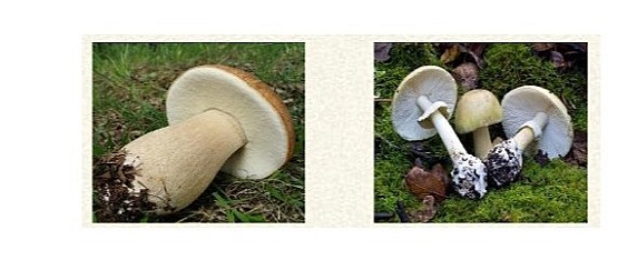 Corso di micologia in 4 lezioni
