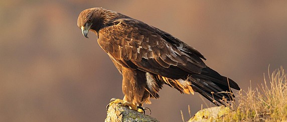 TUTELA DEI SITI DI NIDIFICAZIONE (Aquila reale, Falco pellegrino, Gracchio corallino)