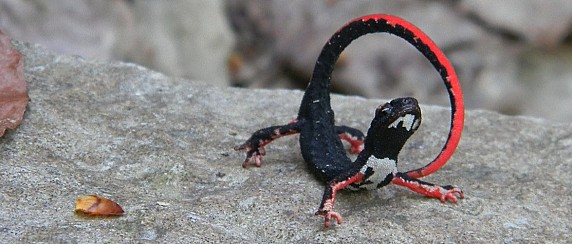 TUTELA DELLA SALAMANDRINA DAGLI OCCHIALI (Salamandra perspicillata)