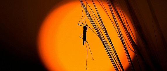 Sensibilizzazione della cittadinanza sulla riduzione delle zanzare e sull'eliminazione dei ristagni d'acqua