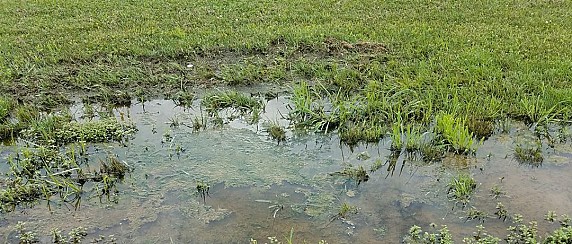 Segnalazione danni subiti (agricoltura) a seguito di evento atmosferico eccezionale