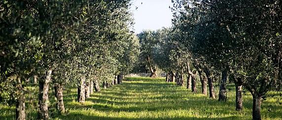 Prescrizione di applicazione delle misure fitosanitarie di lotta allo stadio giovanile dei vettori di XYLELLA fastidiosa