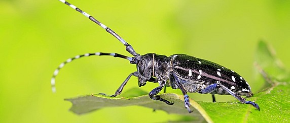 Attività di monitoraggio del Tarlo Asiatico