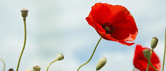 81° anniversario della Festa della Liberazione