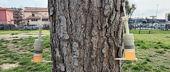 Cocciniglia e processionaria del pino, iniziati gli interventi per combattere i parassiti