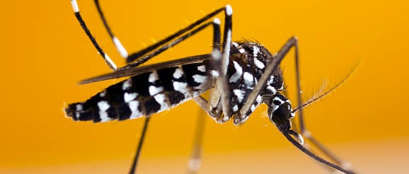 Rettifica intervento di disinfestazione contro zanzare e altri insetti nocivi in occasione della Fiera dell'Agricoltura 2026