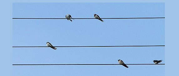 Inizia il progetto “Ro-Ro-Ba”