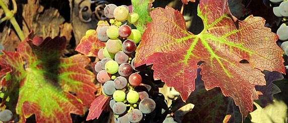 Aggiornamenti sull’applicazione in Piemonte dell’Ordinanza n. 4 del Direttore del Servizio Fitosanitario Centrale del giugno 2023 recante