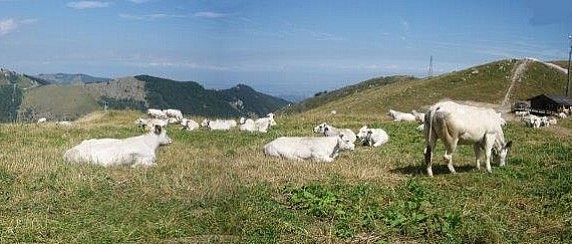 Concessione Alpi Pascolive in uso civico