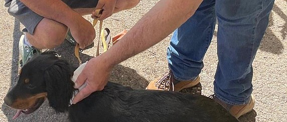 Giornata del microchip, 19 aprile - Gallery