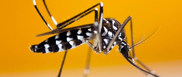 Intervento di disinfestazione zanzare nel lungomare di Arborea