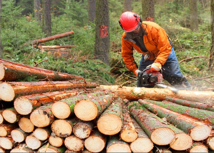 CONCORSO PUBBLICO PER ASSUNZIONE,DI N. 2 OPERAI AGRICOLO-FORESTALI
