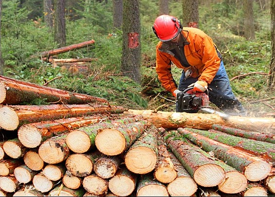 CONCORSO PUBBLICO PER ASSUNZIONE,DI N. 2 OPERAI AGRICOLO-FORESTALI