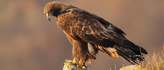 Misura di tutela Aquila reale (Monte Nerone)