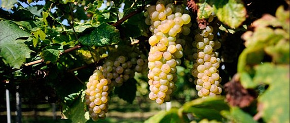 Misure d'emergenza per il contrasto della flavescenza dorata della vite