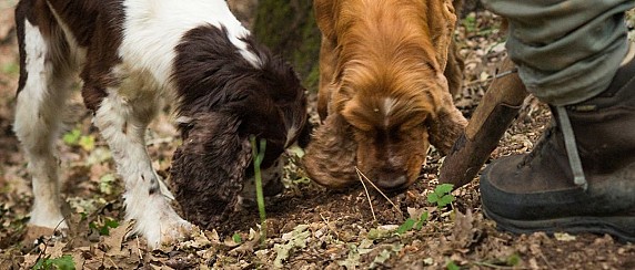 Avviso pubblico per la raccolta dei tartufi nel Parco Regionale del Monte Subasio.