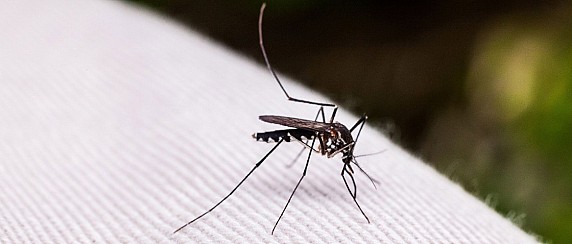 Zanzara tigre: prevenzione e controllo