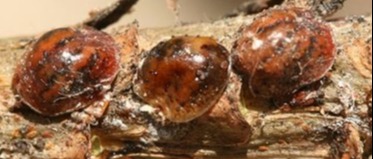 AVVISO DELLA REGIONE LAZIO CON OBBLIGO DI DIFFUSIONE PER LA CITTADINANZA