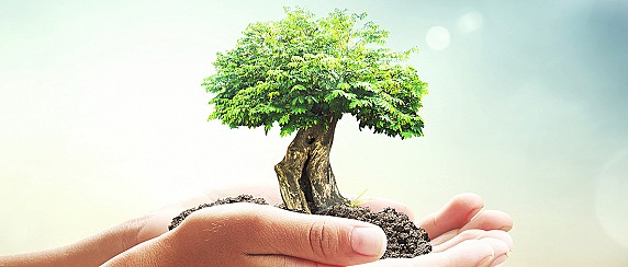 Regolamento Comunale per la tutela del Verde