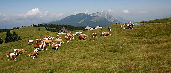 Avviso di assegnazione dei terreni per uso civico di pascolo per cives