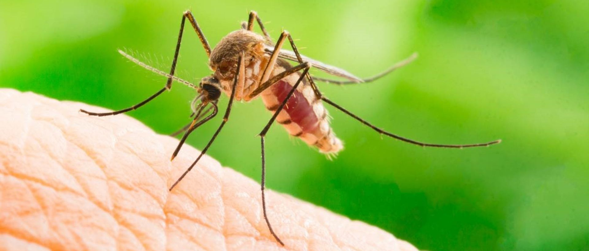 Campagna di dezanzarizzazione