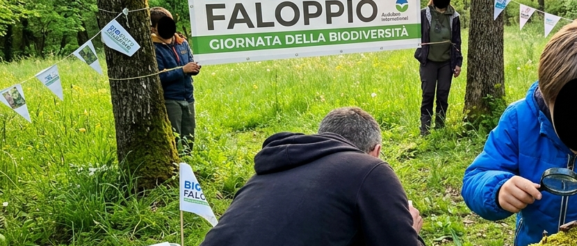 Immagine principale