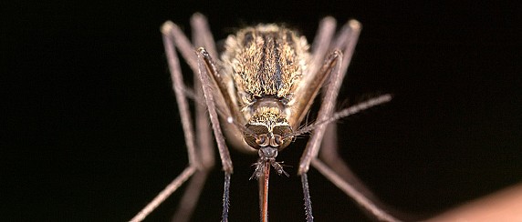 ORDINANZA SINDACALE N°3 CONTRO LA WEST NILE DESEASE