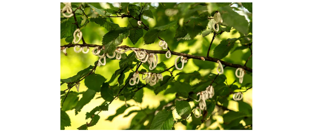 Presenza della cocciniglia Takahashia japonica sul territorio comunale