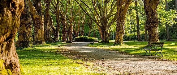 Possibile presenza di organismi infestanti nei boschi, verde urbano e verde privato