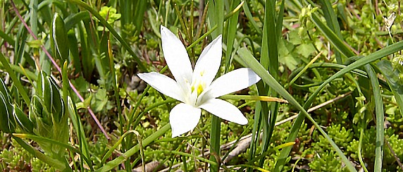 Parco del Serio: escursione botanica per riconoscere le erbe selvatiche