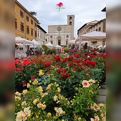 Todi Fiorita 2026 (1)