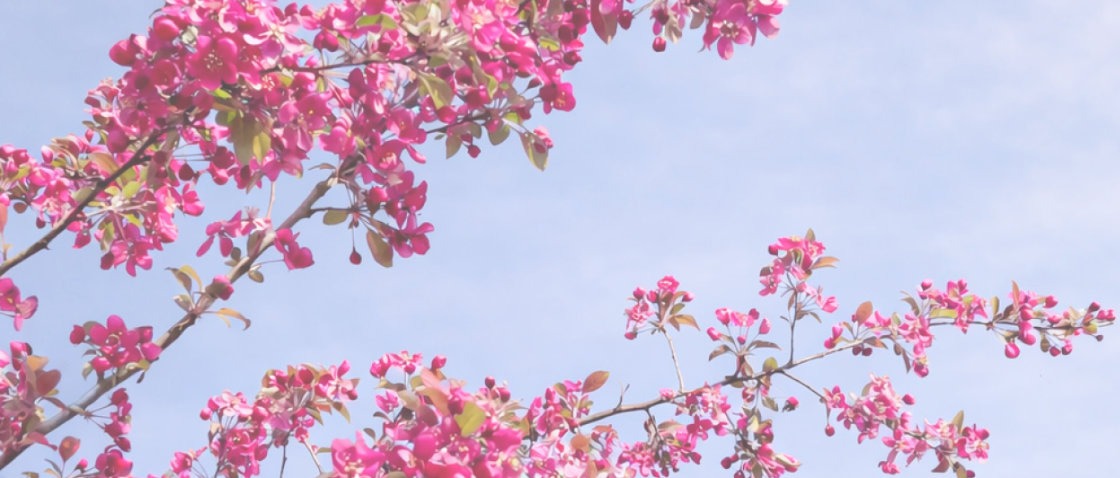 Immagine principale