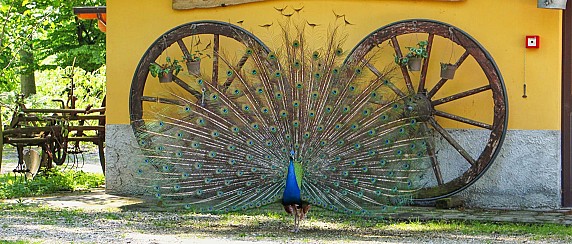PARCO URBANO “Paolo e Francesca Taverna”  City Farm -