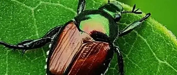 Popillia japonica – Avvio delle attività del Piano d’azione 2026 per i comuni ricadenti in zona infestata