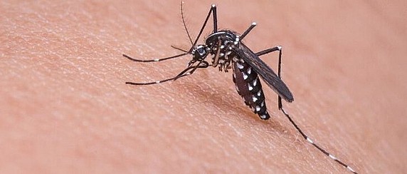 Caso sospetto di virus Chikungunya, il Comune di San Giovanni Valdarno dispone una disinfestazione straordinaria notturna prevista dai protocolli regionali
