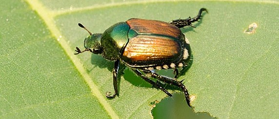 Popillia japonica