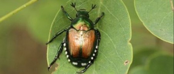 POPILLIA JAPONICA aggiornamenti 2026