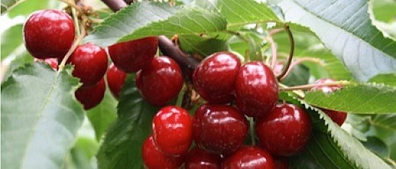 APERTURA CILIEGETO COMUNALE
