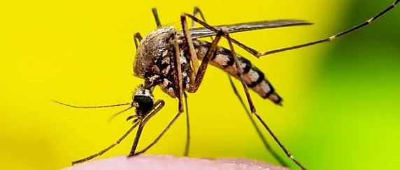 Cronoprogramma dezanzarizzazione 2026