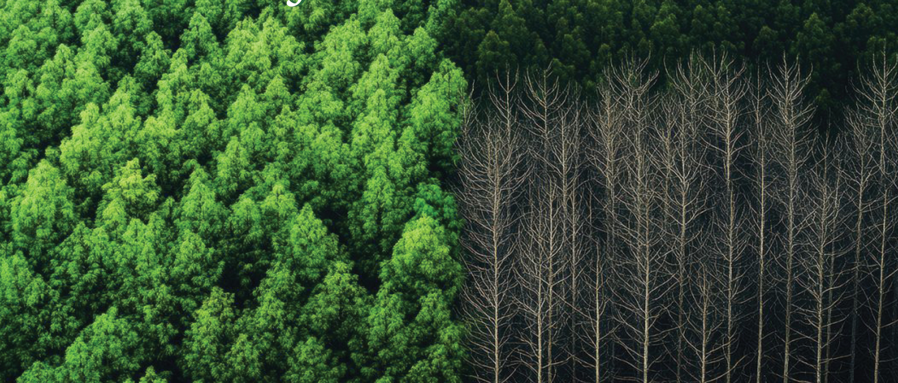 Giornata Mondiale dell'Ambiente 53°