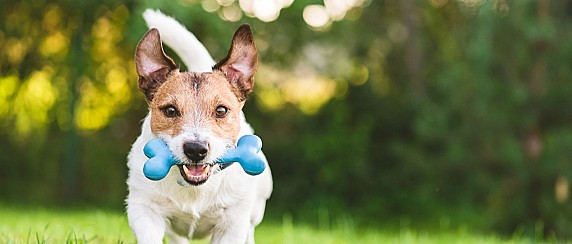 Attestati iscrizione anagrafe canina