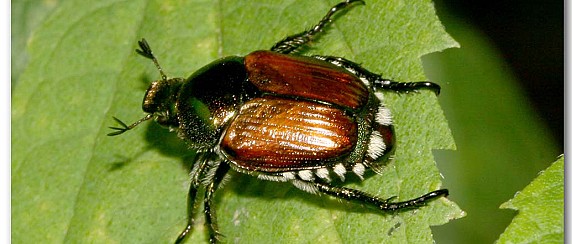 Popillia Japonica