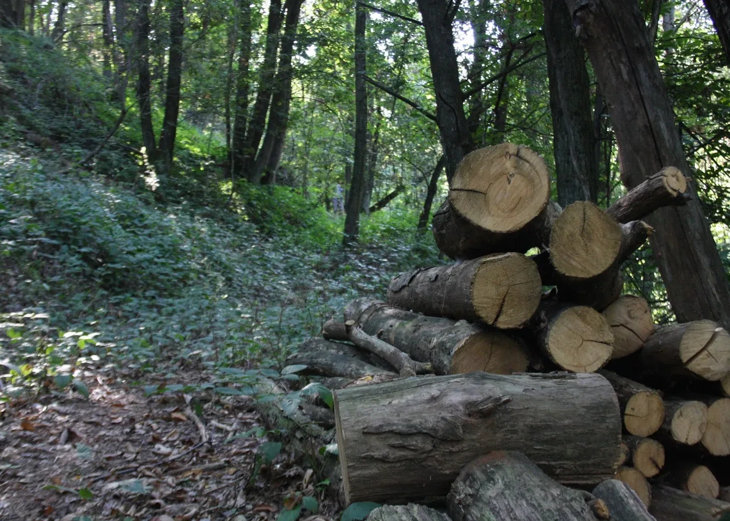 Avviso d'asta vendita bosco San Francesco