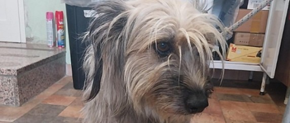 Avviso ritrovamento cane