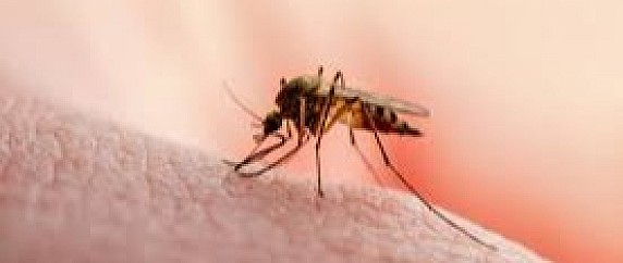 Stop alla zanzara tigre: un impegno comune