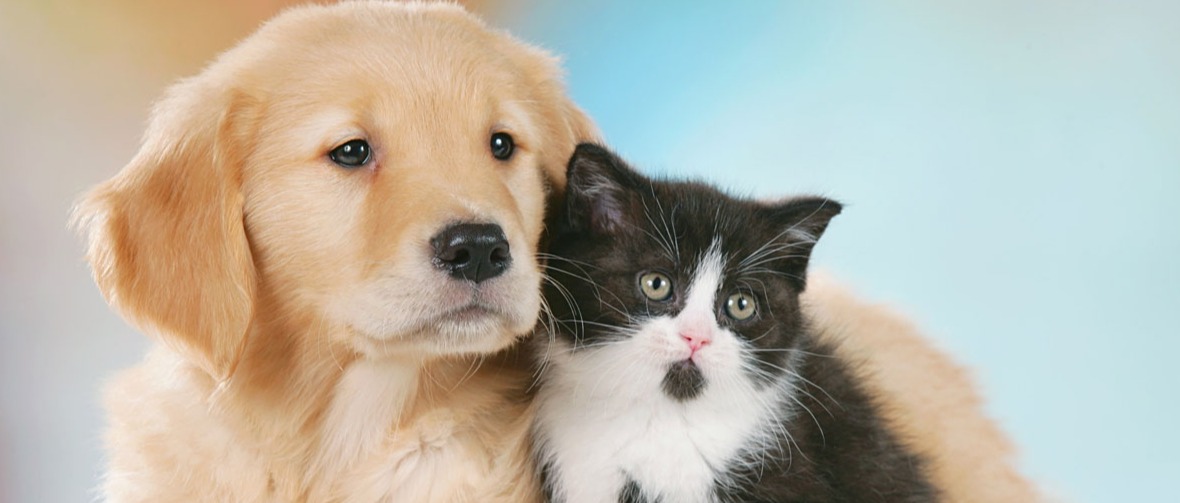 Contributo per la sterilizzazione di cani e gatti padronali